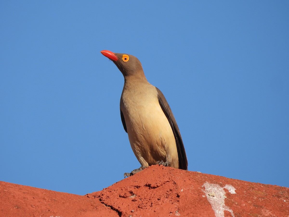 Red-billed Oxpecker - Adrián Colino Barea