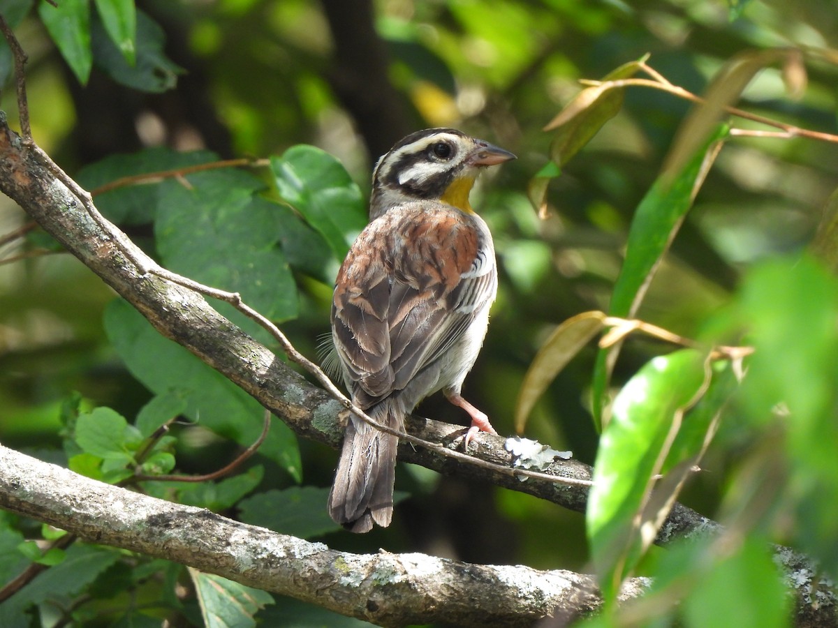 Golden-breasted Bunting - Adrián Colino Barea