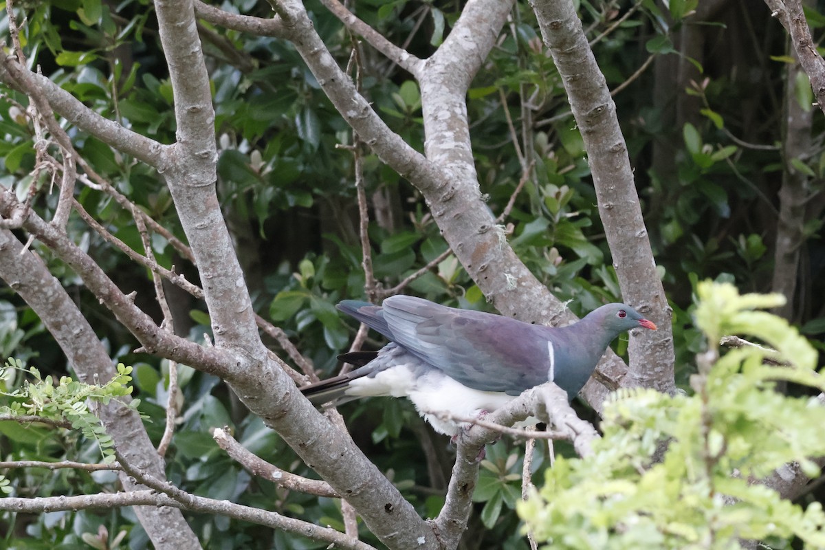 New Zealand Pigeon - Mathieu Soetens