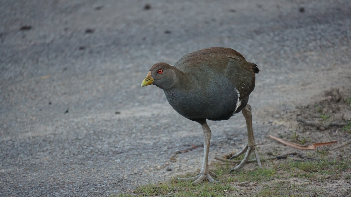 Tasmanian Nativehen - ML624882089