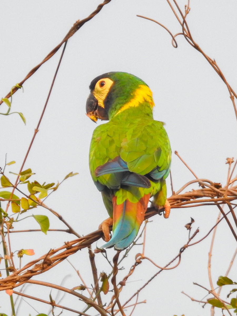 Yellow-collared Macaw - ML624882092