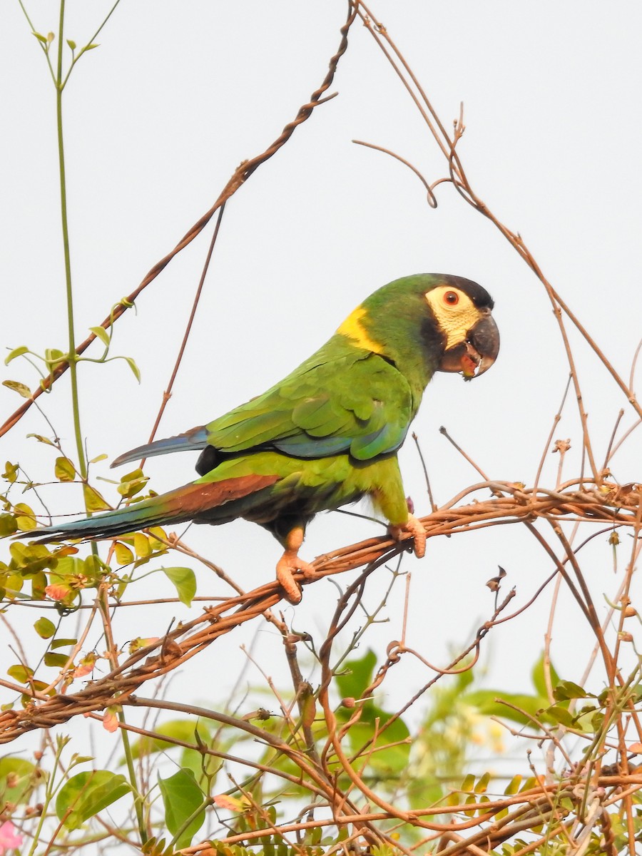 Yellow-collared Macaw - ML624882093