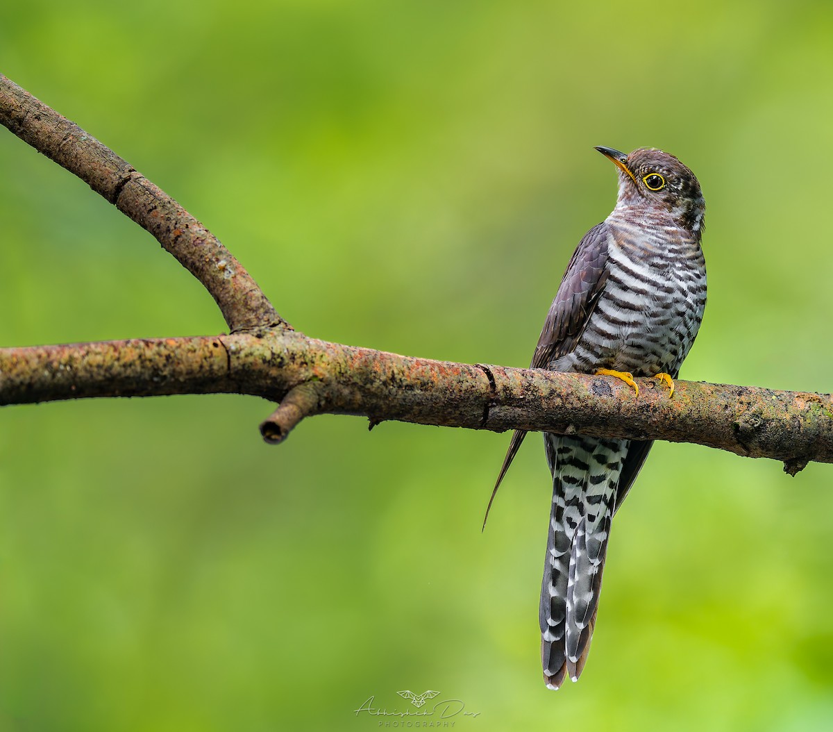 小杜鵑 - ML624882103