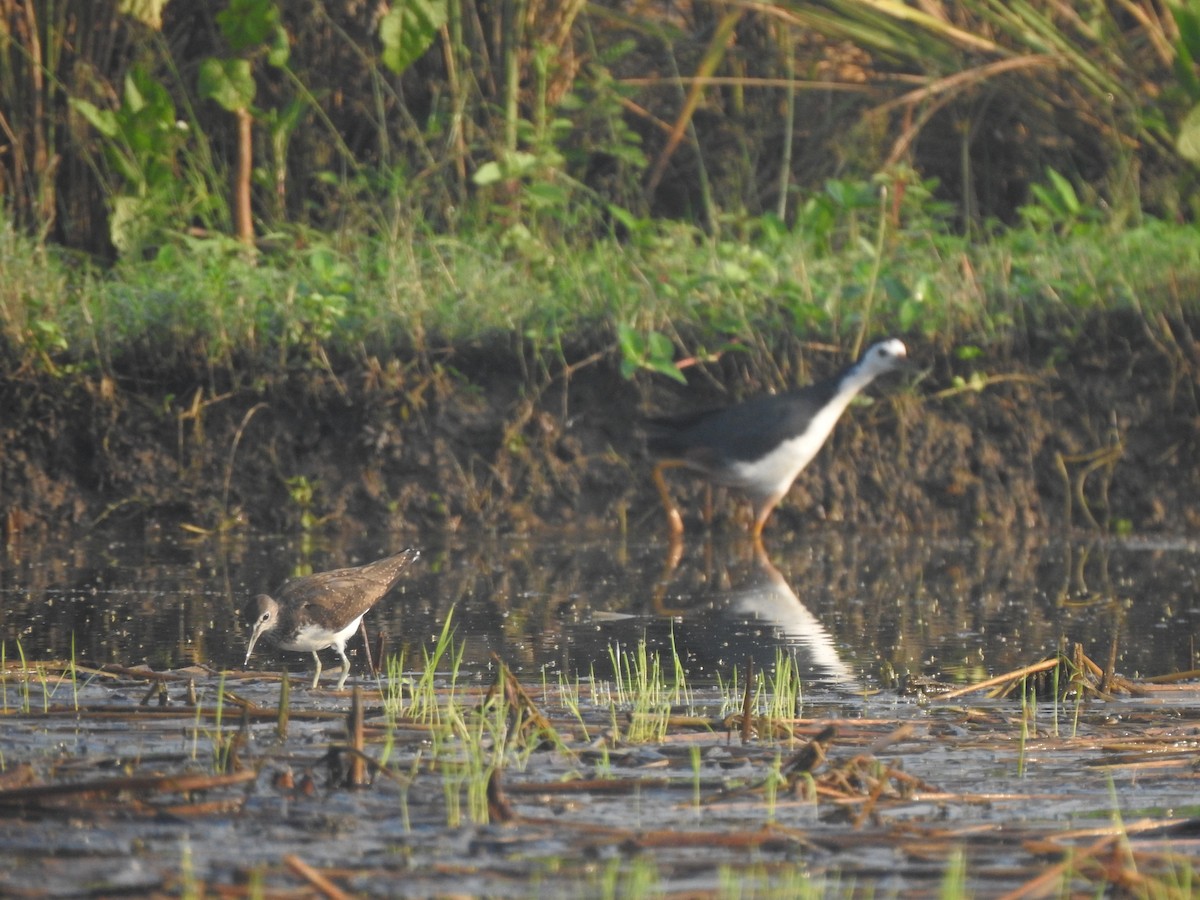 Green Sandpiper - ML624882201