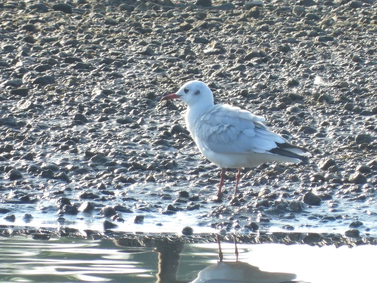 Mouette rieuse - ML624882229