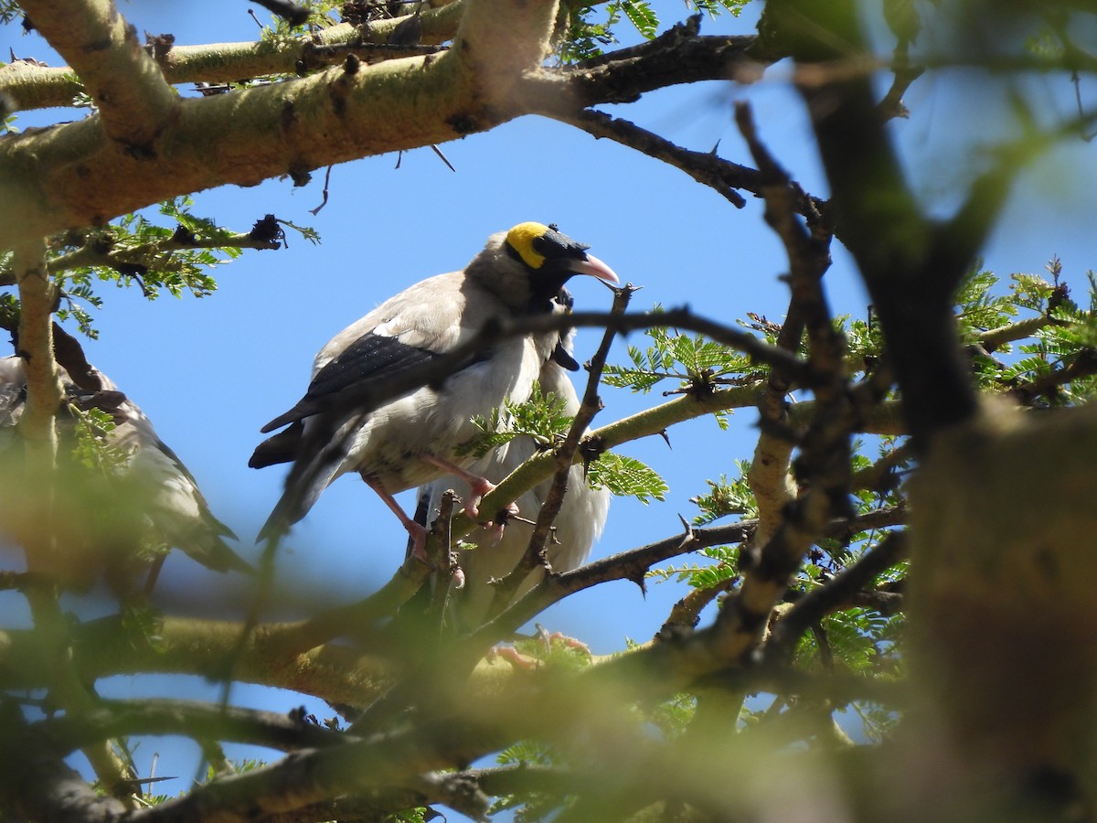 Wattled Starling - Adrián Colino Barea