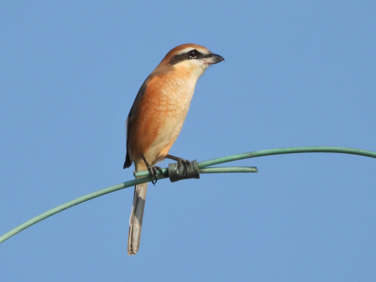 Bull-headed Shrike - ML624882239