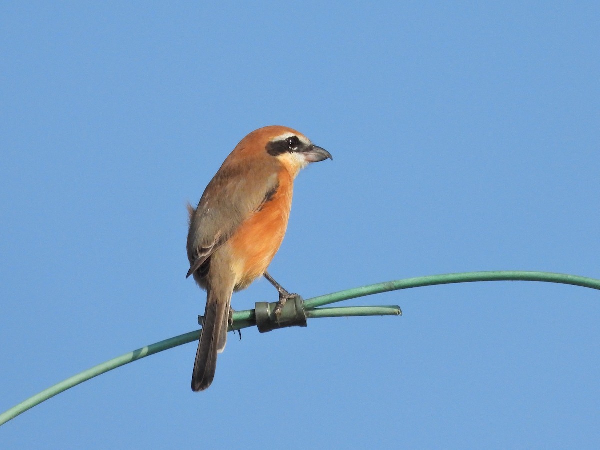 Bull-headed Shrike - ML624882240