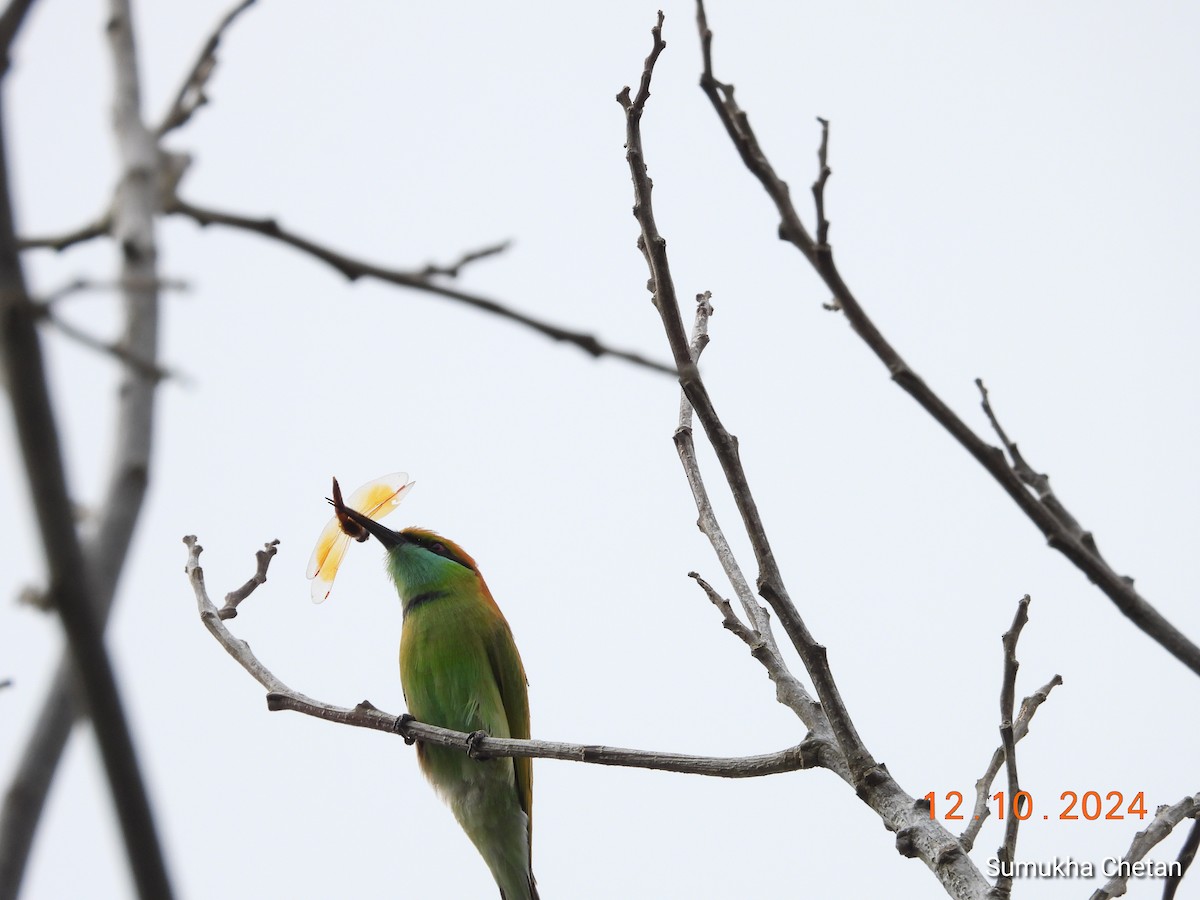 Asian Green Bee-eater - ML624882300