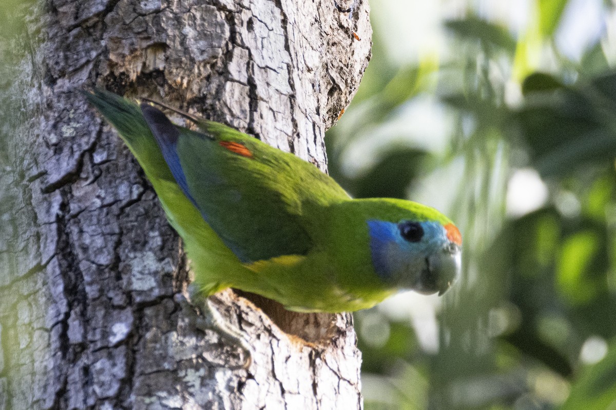 Double-eyed Fig-Parrot - ML624882314