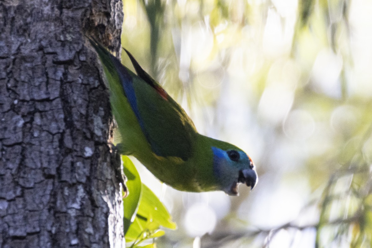 Double-eyed Fig-Parrot - ML624882315