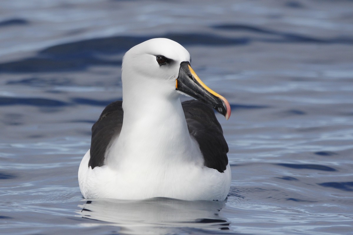 Atlantic Yellow-nosed Albatross - ML624882335