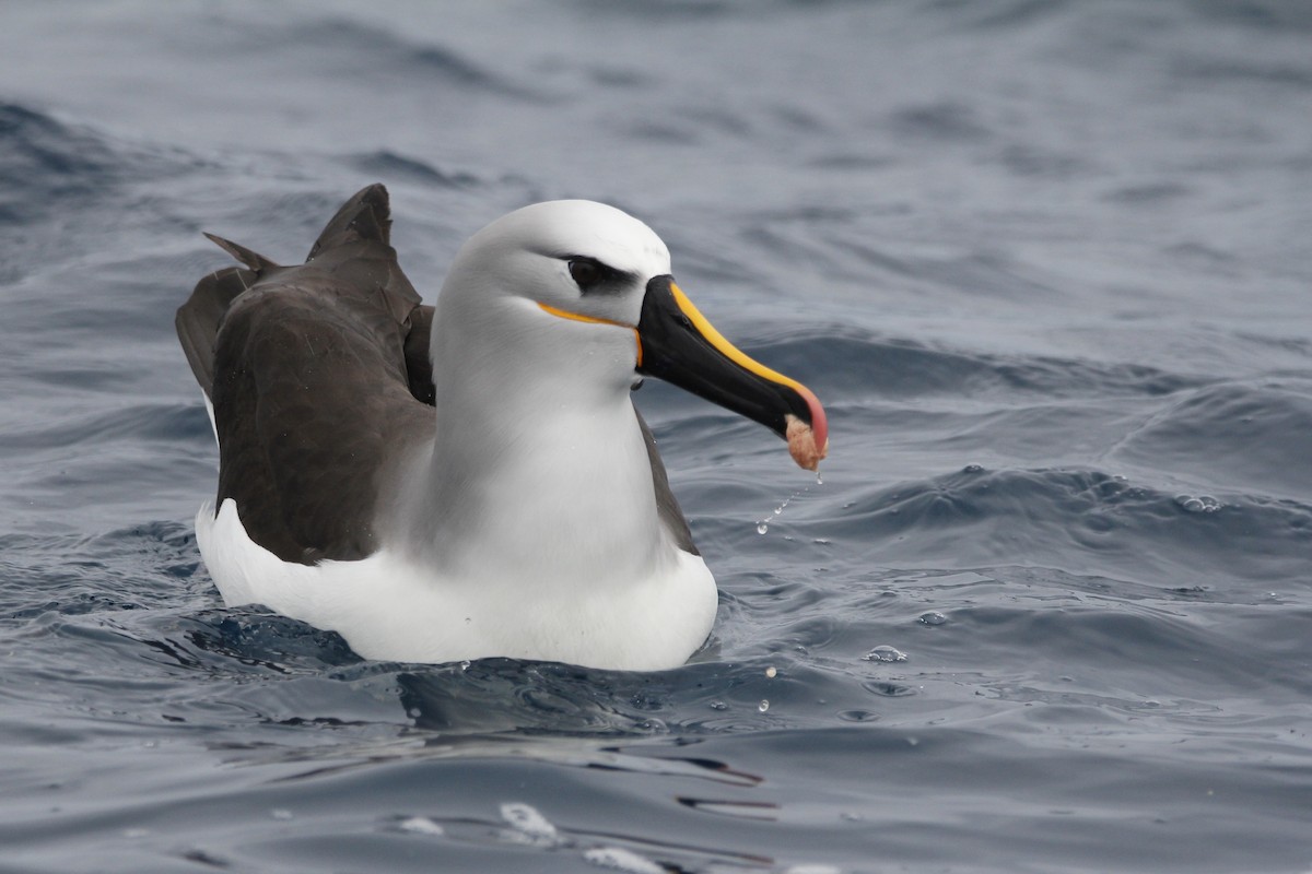 Atlantic Yellow-nosed Albatross - ML624882336