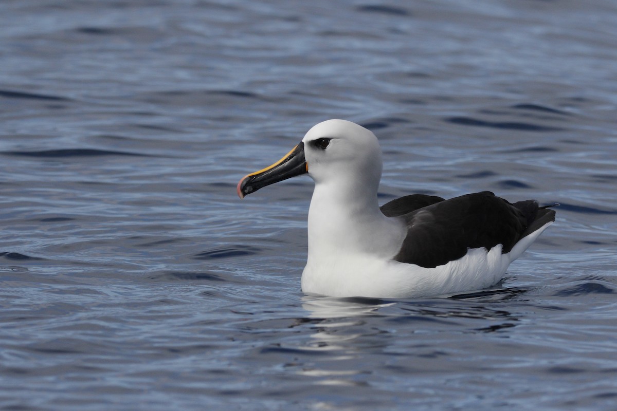 Atlantic Yellow-nosed Albatross - ML624882337