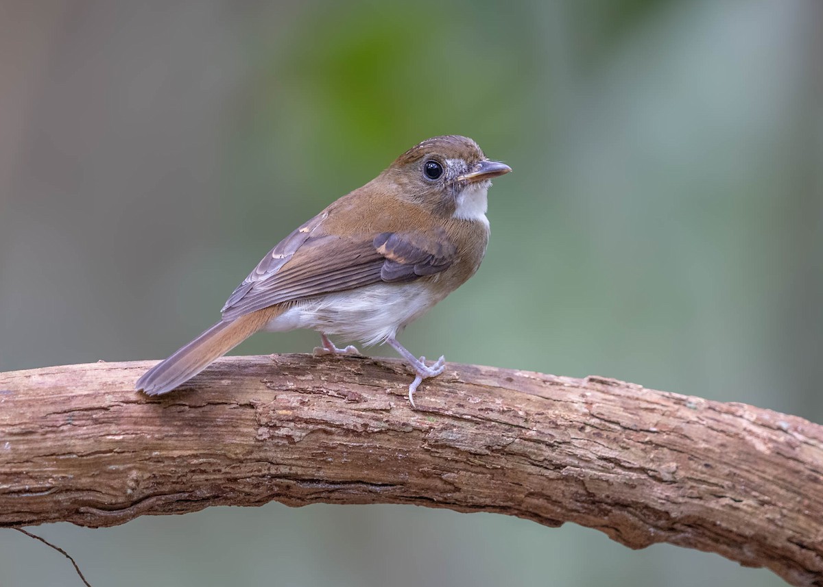 Gray-chested Jungle Flycatcher - ML624882450