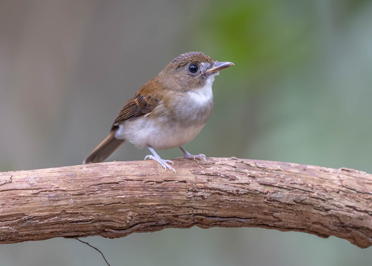 Gray-chested Jungle Flycatcher - ML624882451
