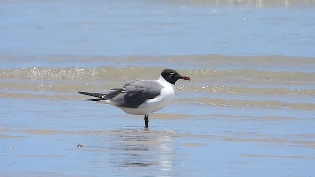 笑鷗 - ML624882534