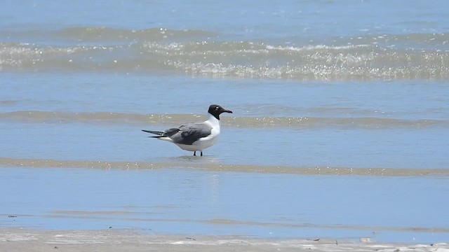 笑鷗 - ML624882569