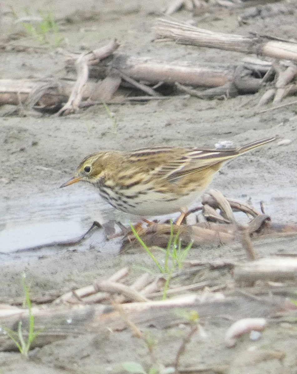 Meadow Pipit - ML624882583