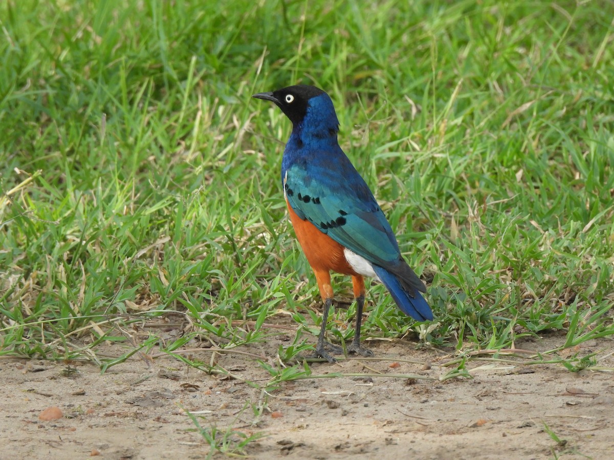 Superb Starling - Adrián Colino Barea