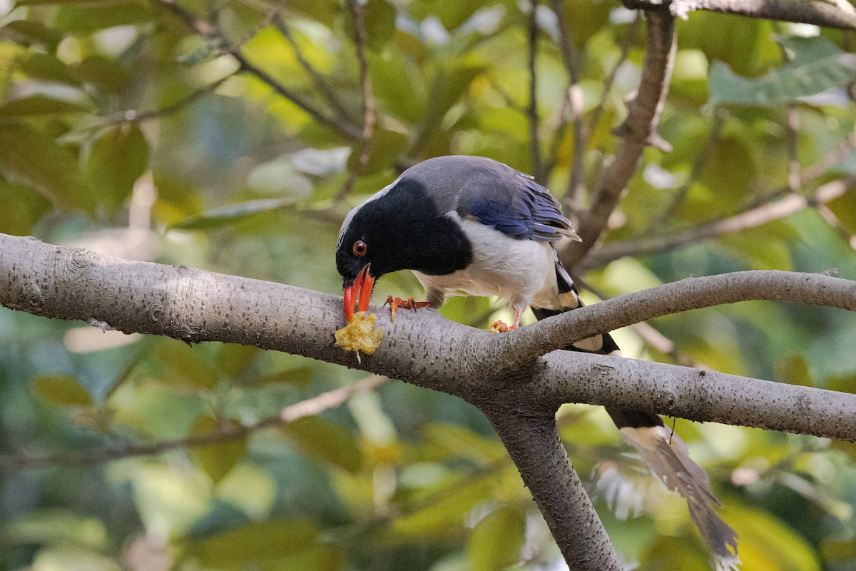 Red-billed Blue-Magpie - Kalvin Chan