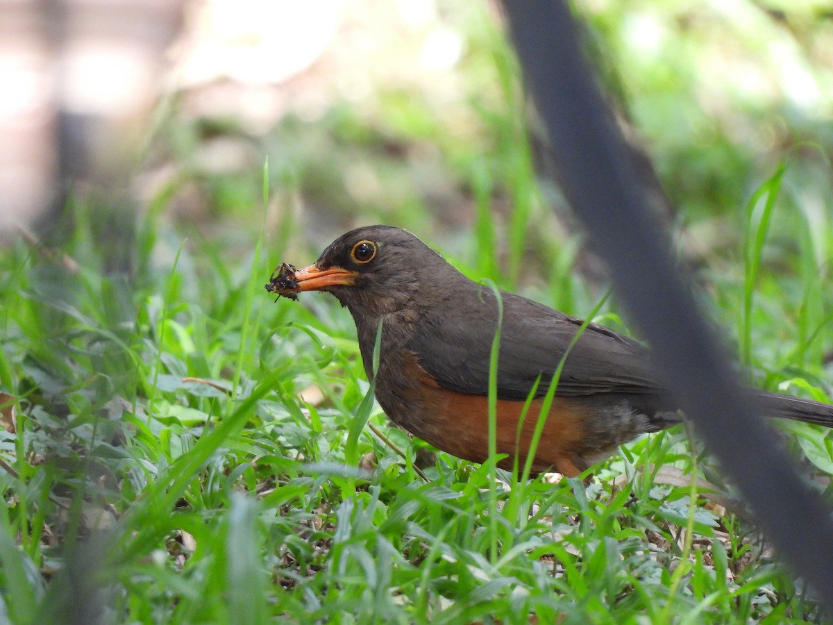 Abyssinian Thrush - Adrián Colino Barea