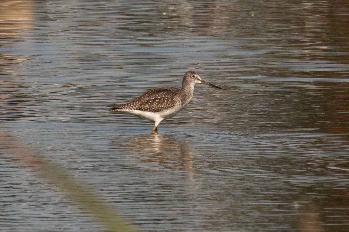 Greater Yellowlegs - ML624882713