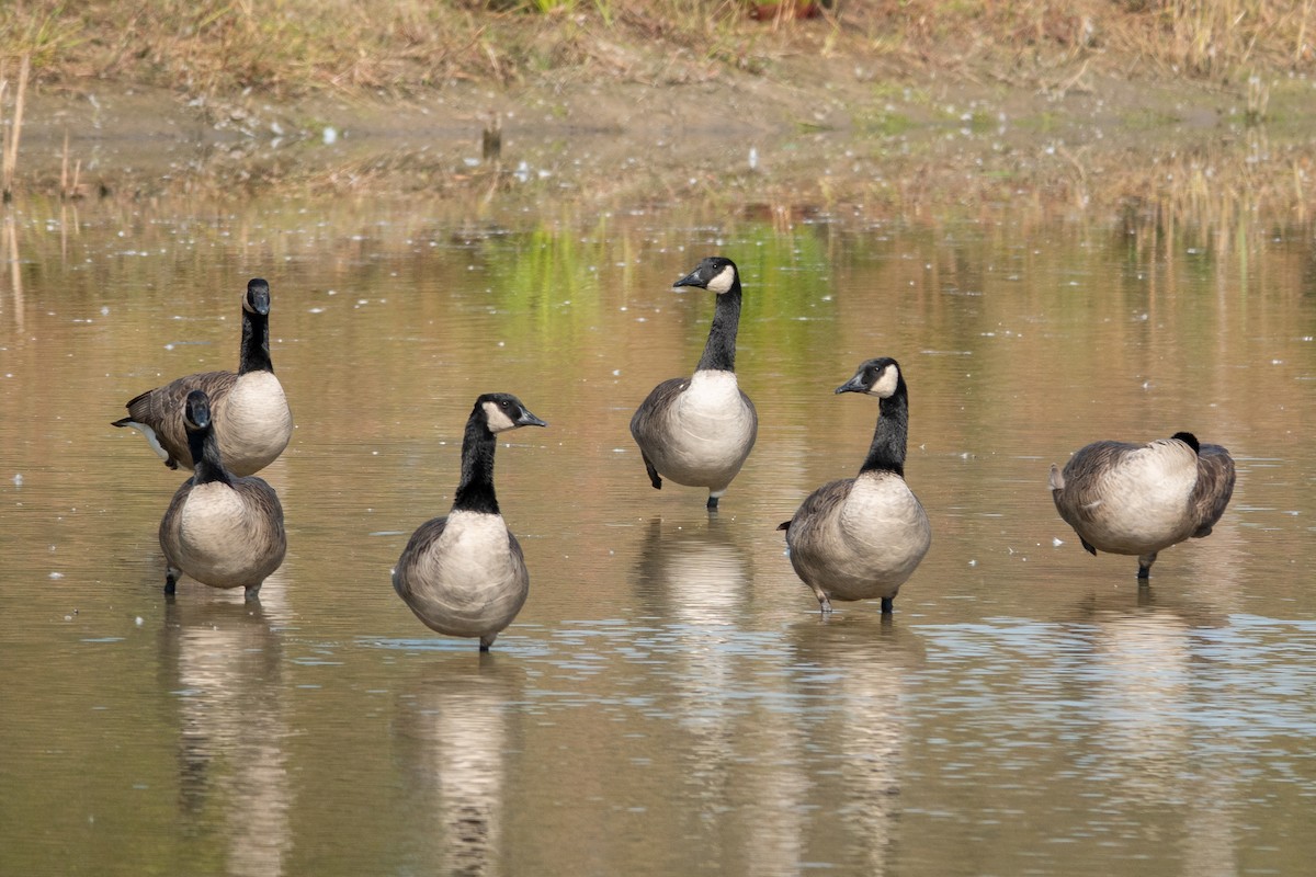 Canada Goose - ML624882739