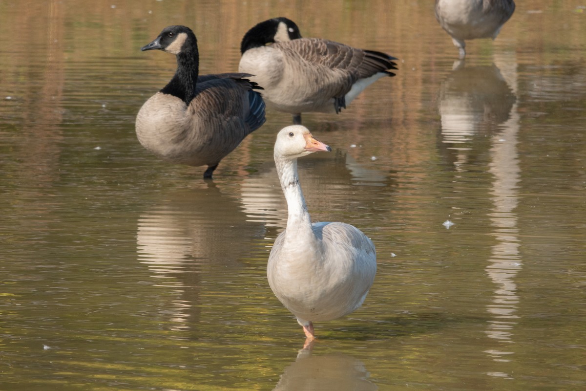 Canada Goose - Marilyn Henry