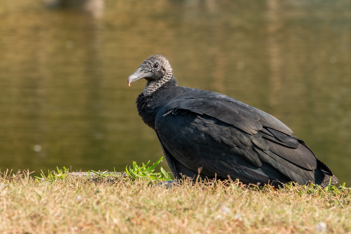 Black Vulture - ML624882788