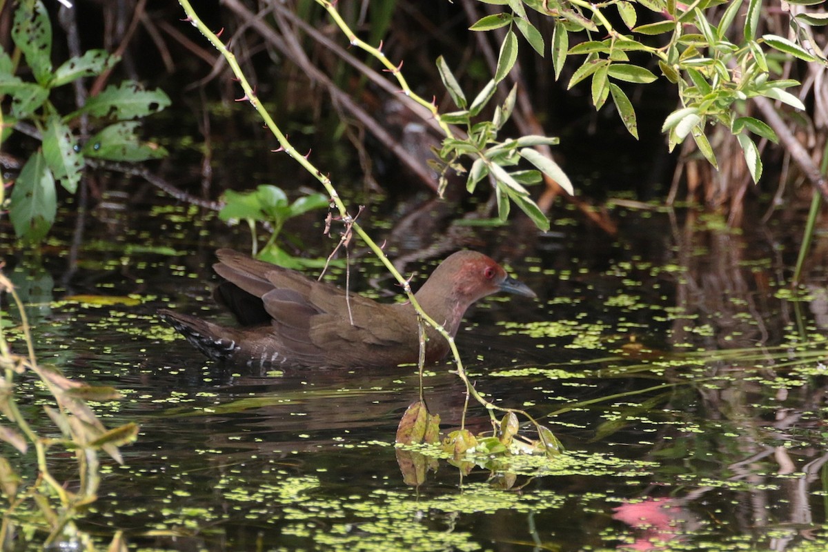 Ruddy-breasted Crake - ML624882878