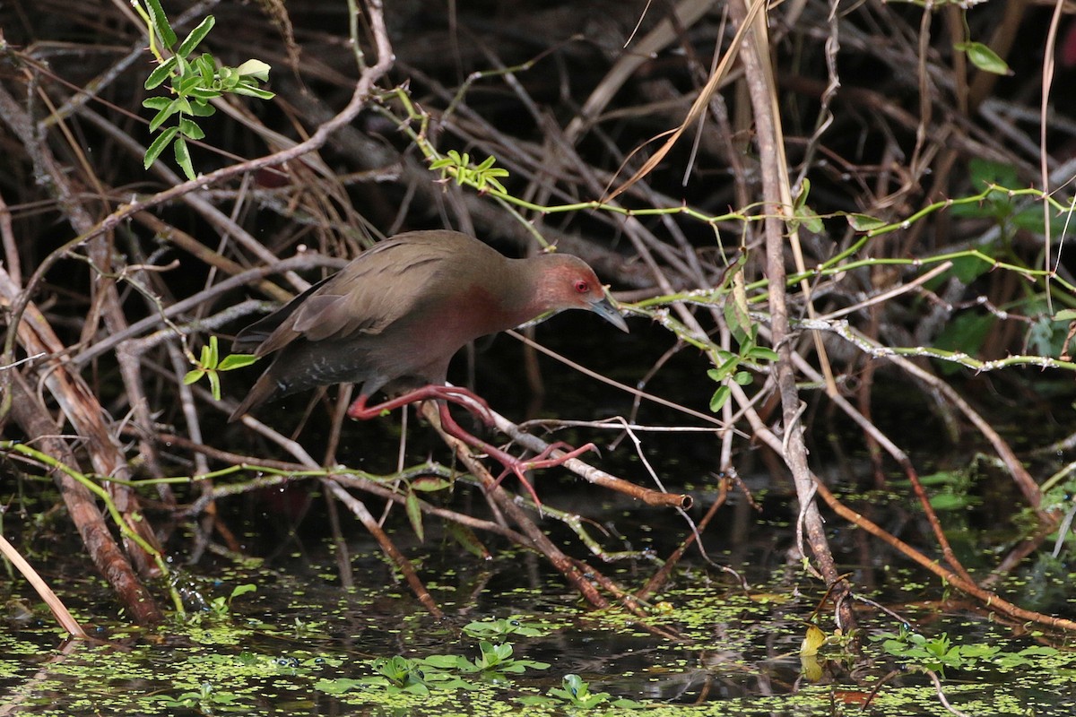 Ruddy-breasted Crake - ML624882879