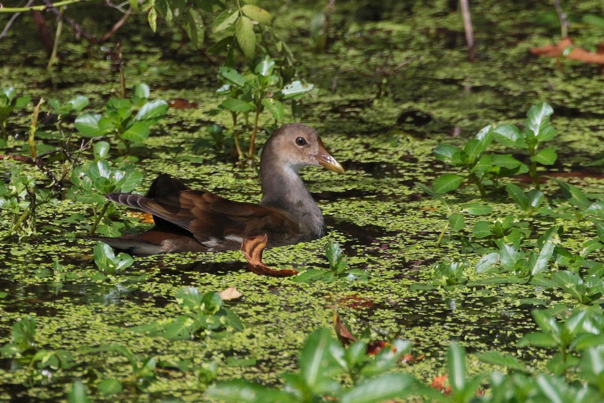 Eurasian Moorhen - Atsushi Shimazaki