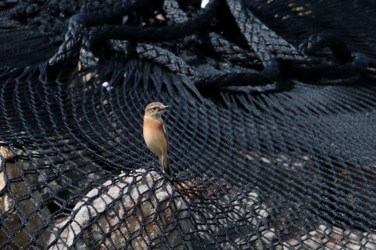 Amur Stonechat - ML624882883