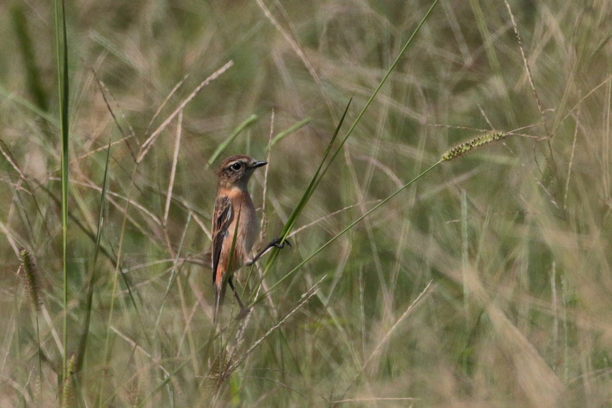 Amur Stonechat - Atsushi Shimazaki