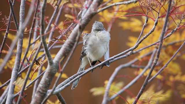 Northern Mockingbird - ML624882888