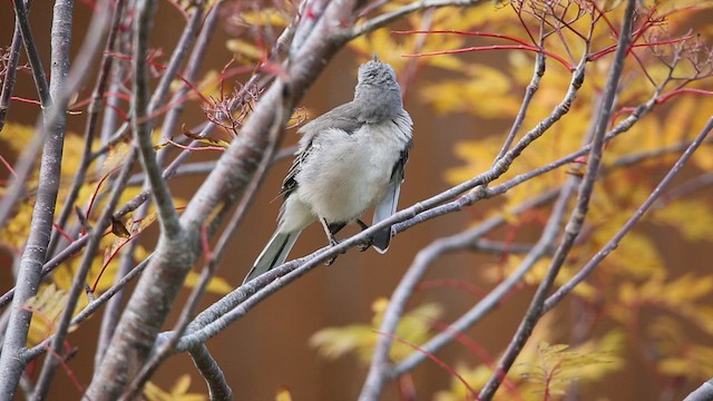 Northern Mockingbird - ML624882909
