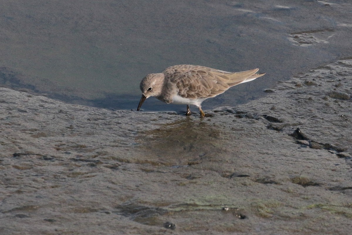 Temminck's Stint - Atsushi Shimazaki