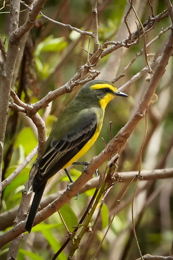 Yellow-browed Tyrant - ML624882988