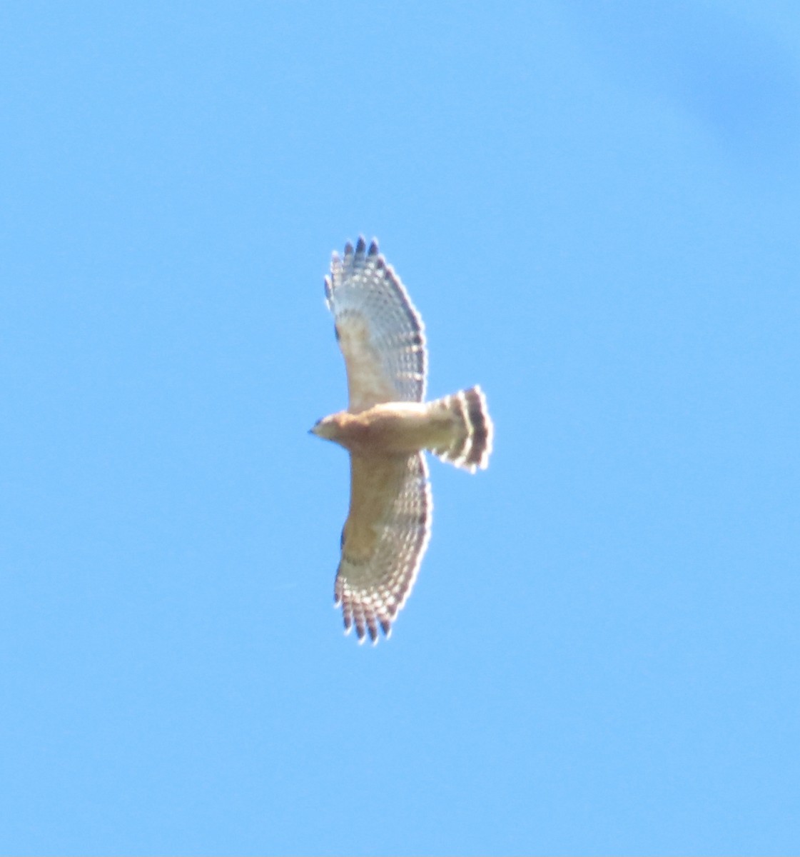 Red-shouldered Hawk - ML624883050