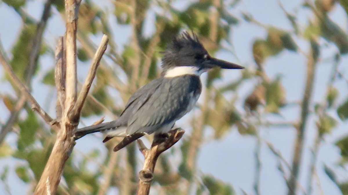 Belted Kingfisher - ML624883112
