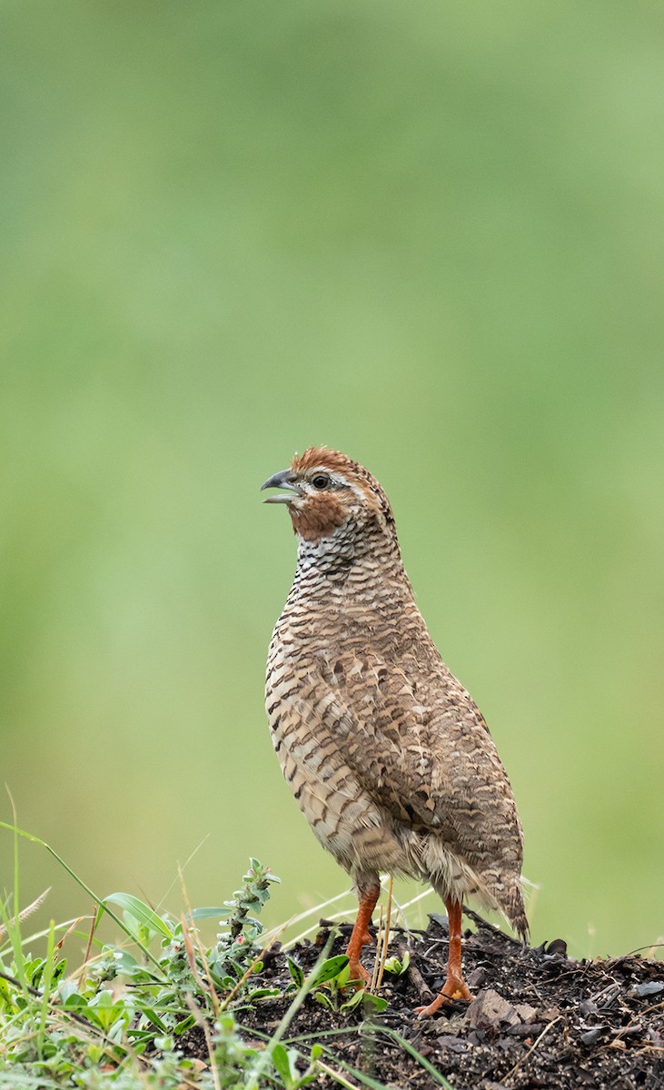 Rock Bush-Quail - ML624883136