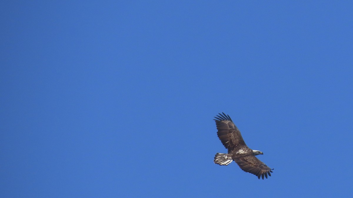 Bald Eagle - ML624883260