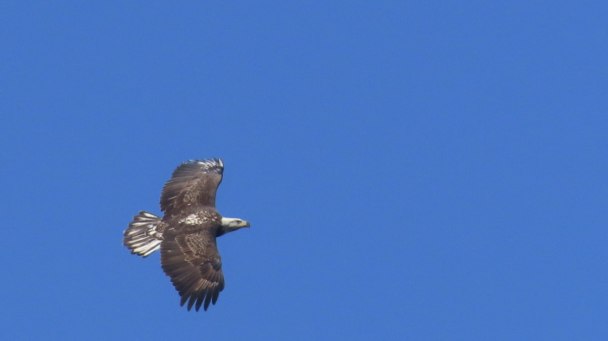 Bald Eagle - ML624883281