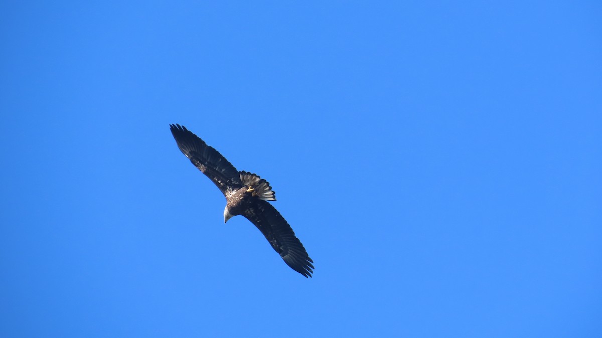 Bald Eagle - ML624883289