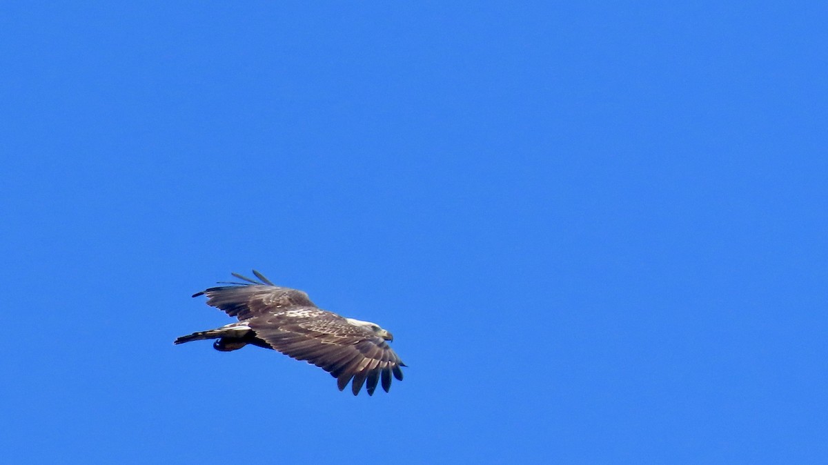 Bald Eagle - ML624883308