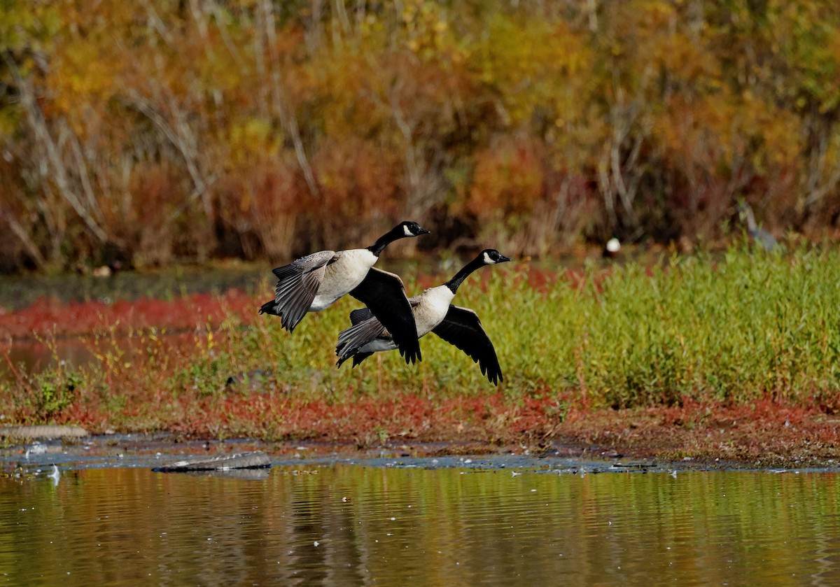 Canada Goose - ML624883340