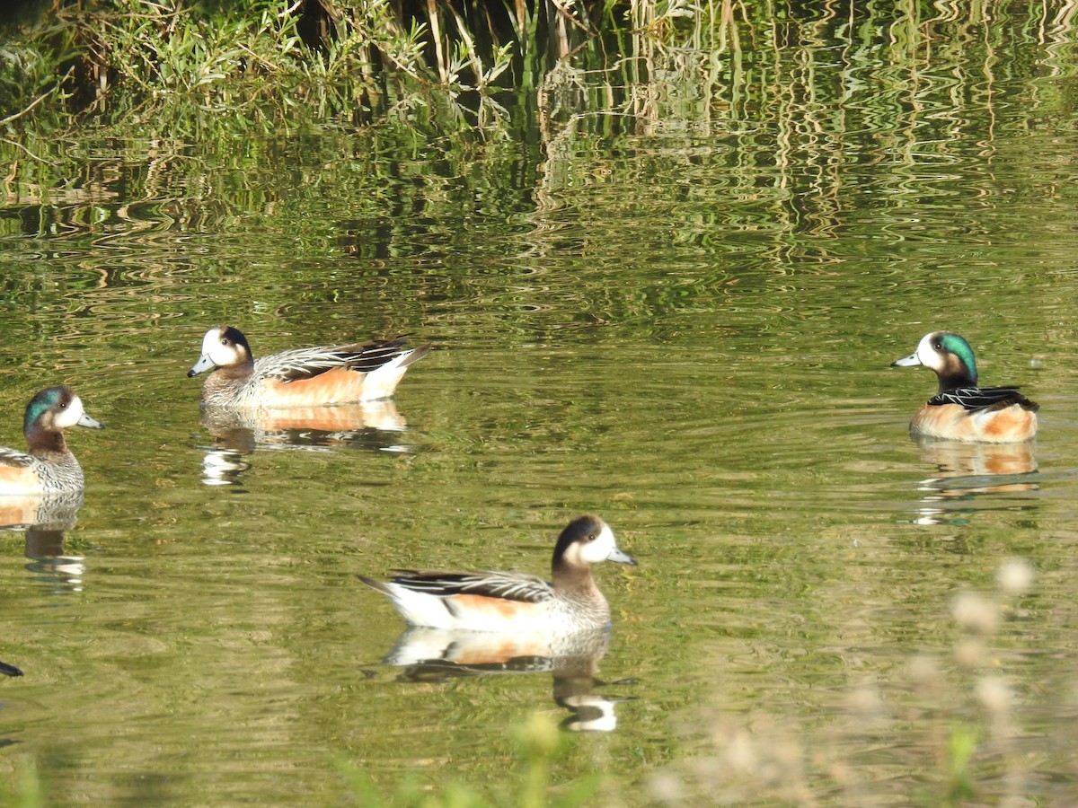 Chiloe Wigeon - ML624883359