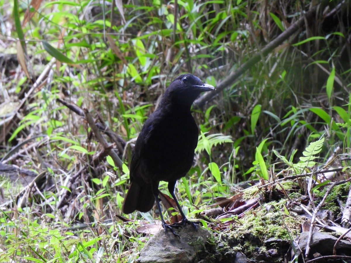 Bornean Whistling-Thrush - ML624883394