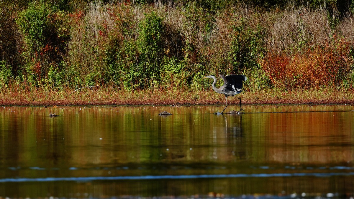 Great Blue Heron - ML624883415